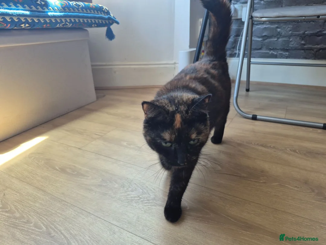 Mixed Breed cats for sale: CHONKY IN NEED OF A GOOD HOME - Advert 5