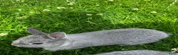 Netherland Dwarf rabbits for sale: FOUR BABY NETHERLAND DWARFS FOR SALE - Advert 8