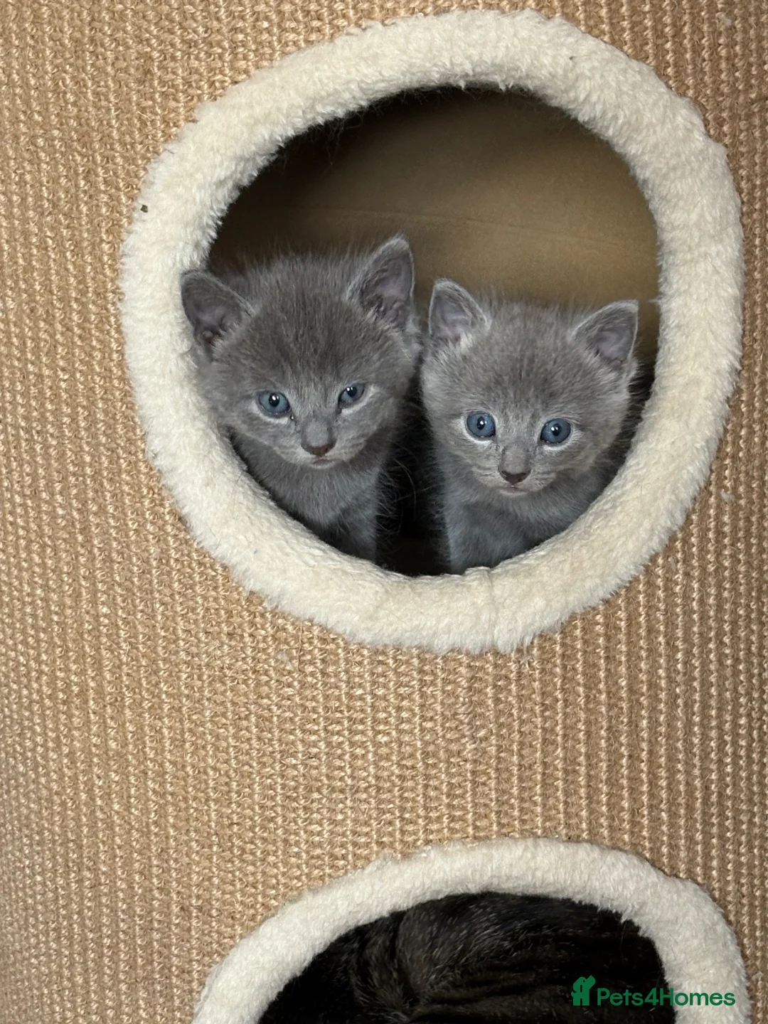 Mixed Breed cats for sale: Russian blue x British shorthairs  - Advert 2