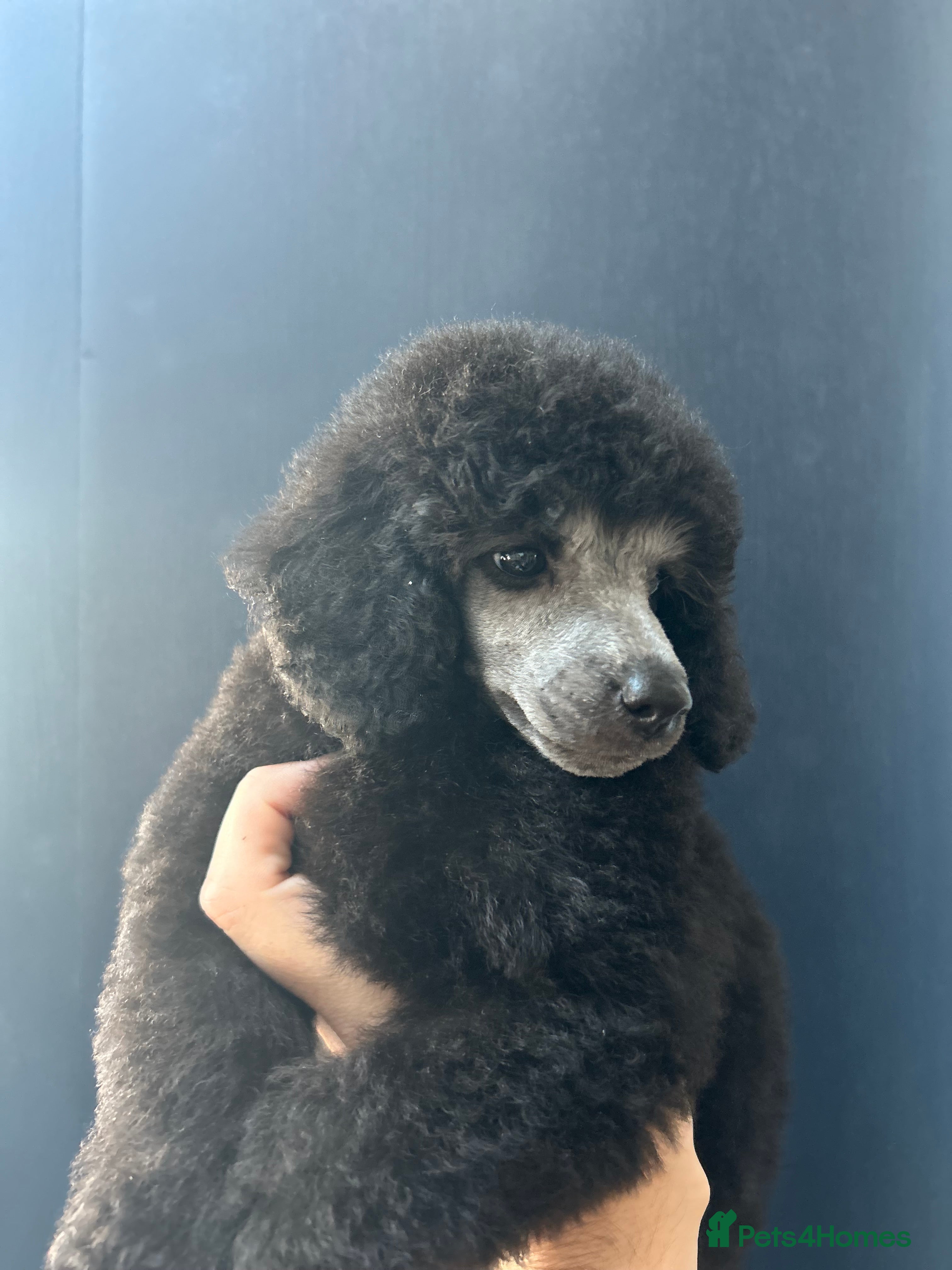 Miniature Poodle dogs OUTSTANDING SILVER MINI POODLE 5 ⭐️ LICENSED  in Wigan - Advert 7