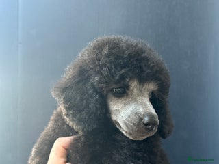 Miniature Poodle dogs for sale: OUTSTANDING SILVER MINI POODLE 5 ⭐️ LICENSED in Wigan - Advert 1