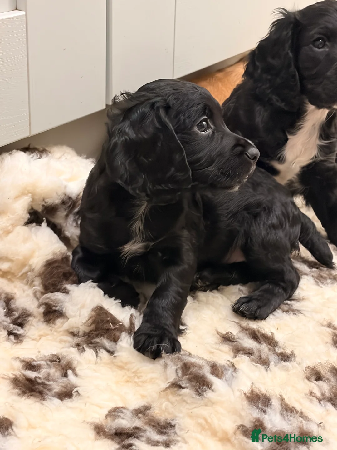 Cocker Spaniel dogs for sale: Black dog & black bitch  - Advert 4