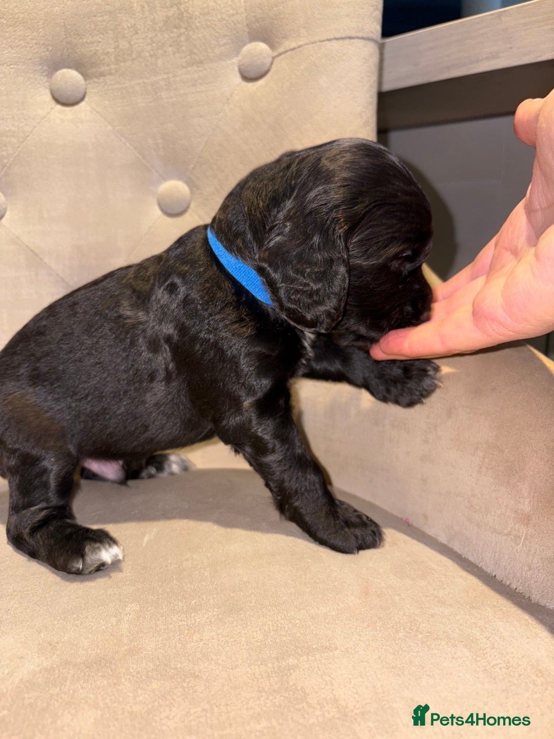 Cockapoo dogs for sale: Beautiful litter of Cockapoo pups - Advert 21