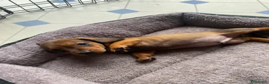 Miniature Dachshund 1 Blue collar 
