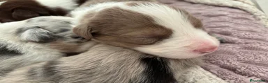 Border Collie 1