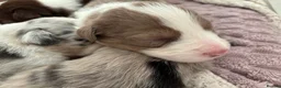 Border Collie dogs for sale: Beautiful litter of 7 Border Collies  in Manchester - Advert 7