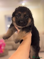 German Shepherd dogs Family reared GSD pups. - Advert 14