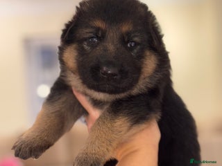 German Shepherd dogs Family reared GSD pups. - Advert 3