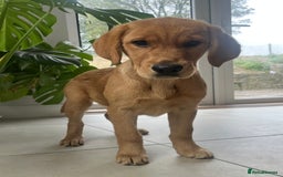 Goldador dogs for sale: Beautiful Female Goldador Puppy  - Image 3
