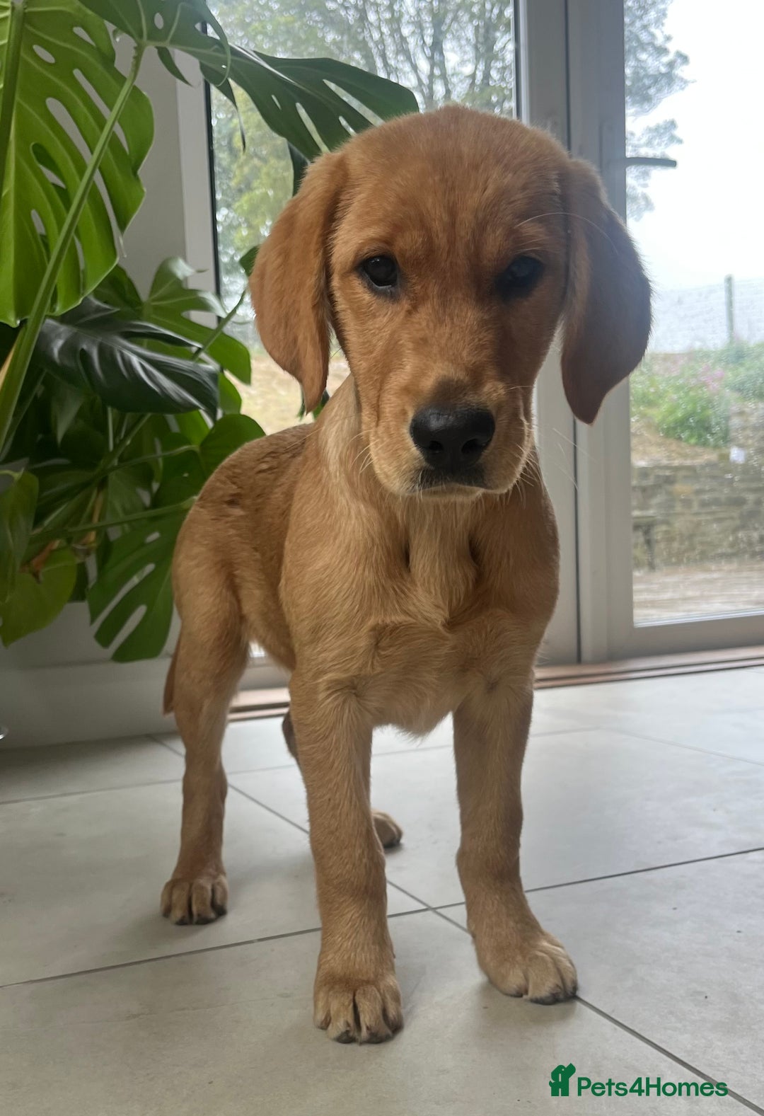 Goldador dogs for sale: Beautiful Female Goldador Puppy  - Image 3