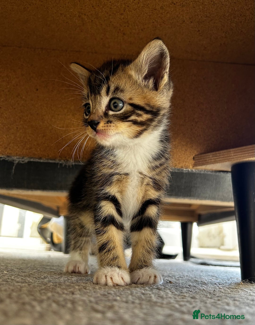 Mixed Breed cats for sale: Kittens for sale - 5 - Mixed breed - Advert 6