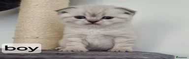 Scottish Fold Kitten 2