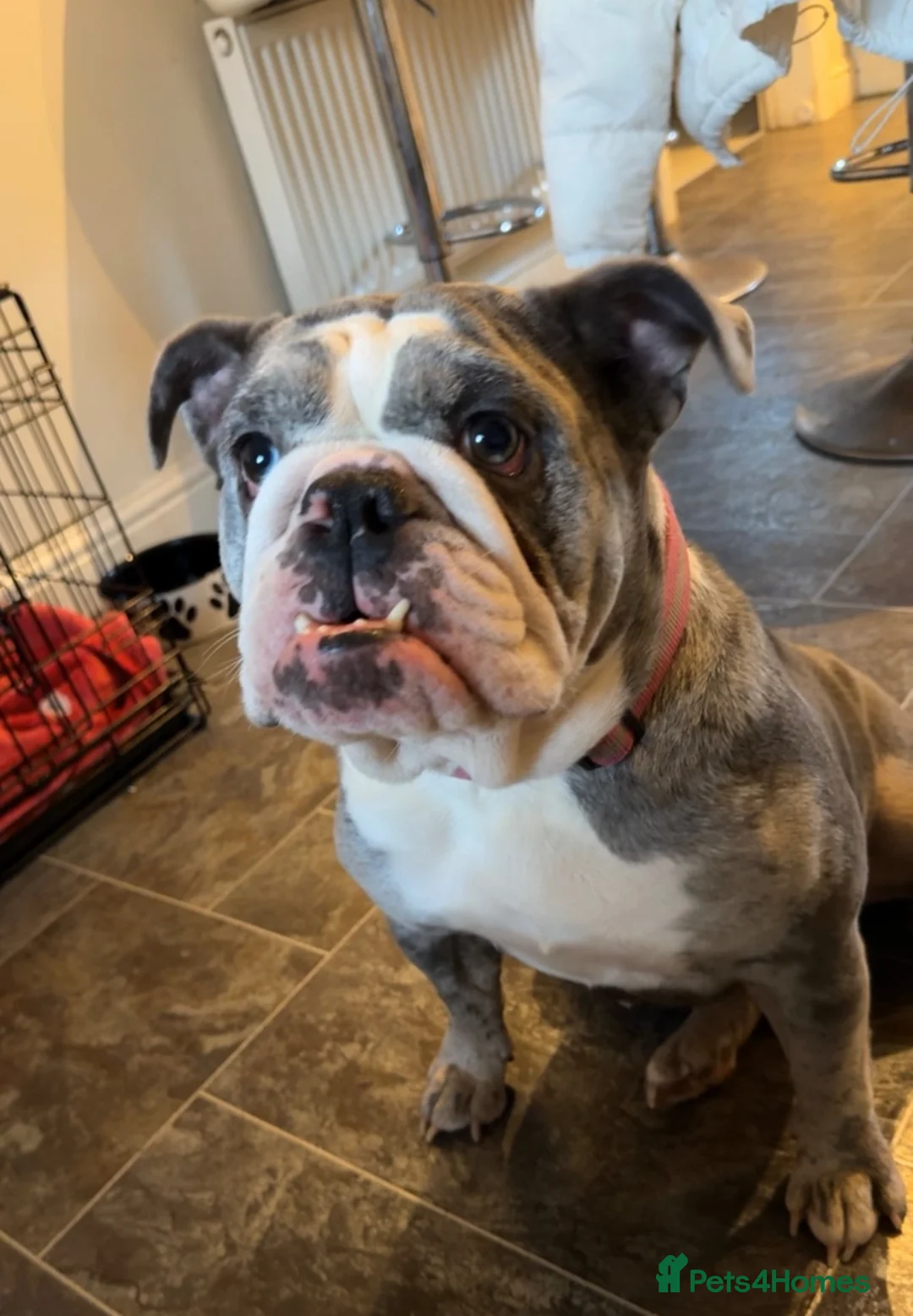 English Bulldog dogs for sale: 4 year old English bulldog  - Advert 1