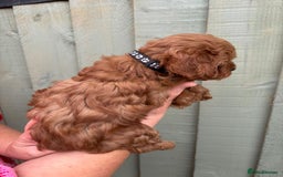 Cockapoo dogs for sale: ❤️ Tiny Deep Red Miniature F1b Cockapoo Pup's  - Image 23
