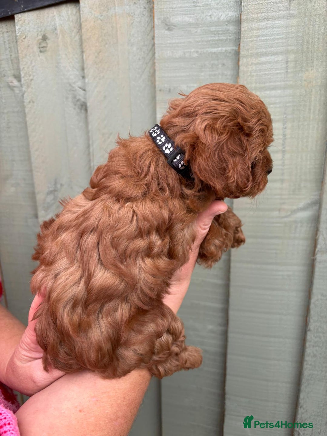 Cockapoo dogs for sale: ❤️ Tiny Deep Red Miniature F1b Cockapoo Pup's  - Image 23