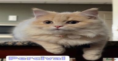 British Shorthair cats - Advert 16