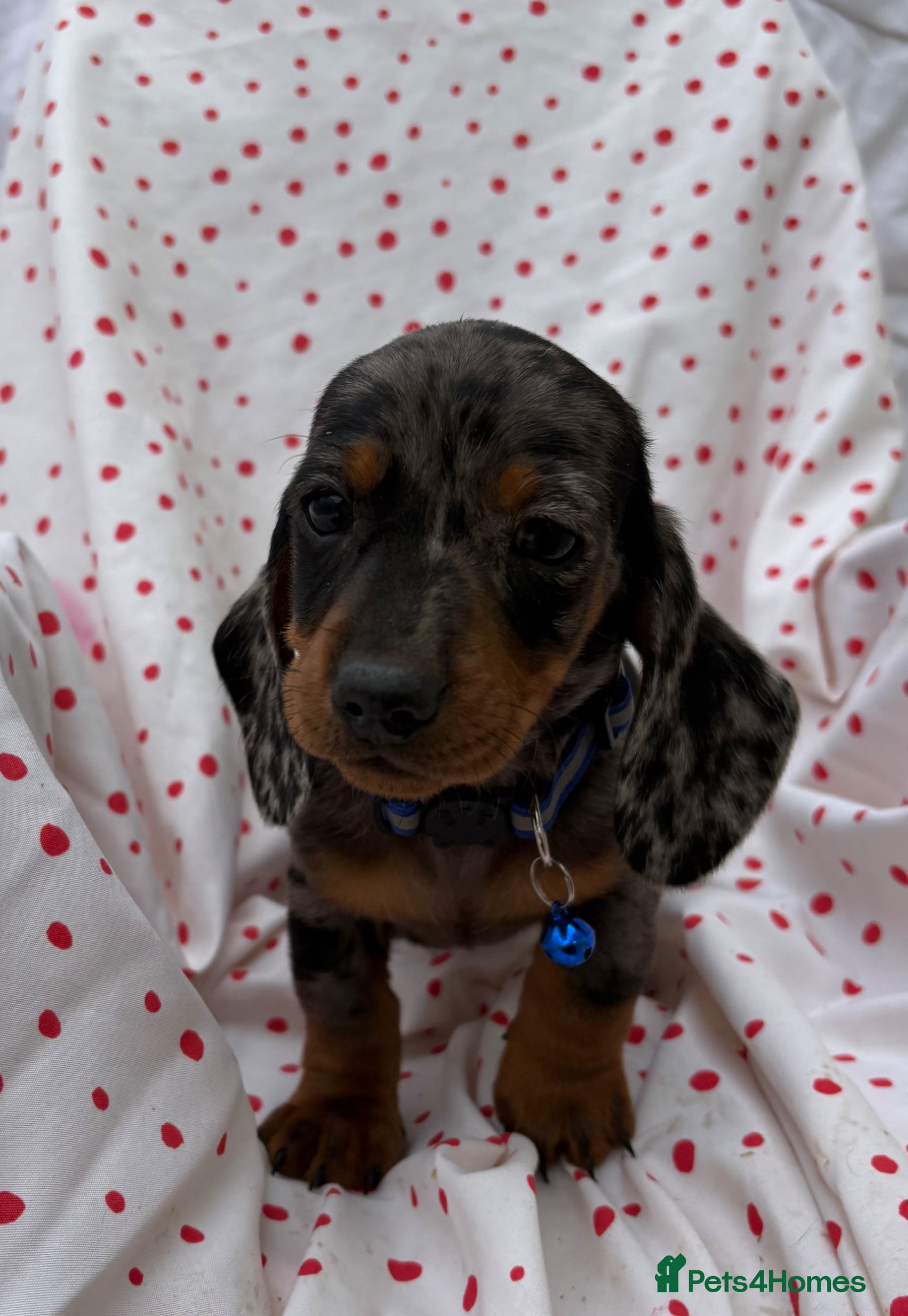 Miniature Dachshund dogs Miniature dachshund boys - Advert 13