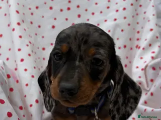 Miniature Dachshund dogs Miniature dachshund boys - Advert 13