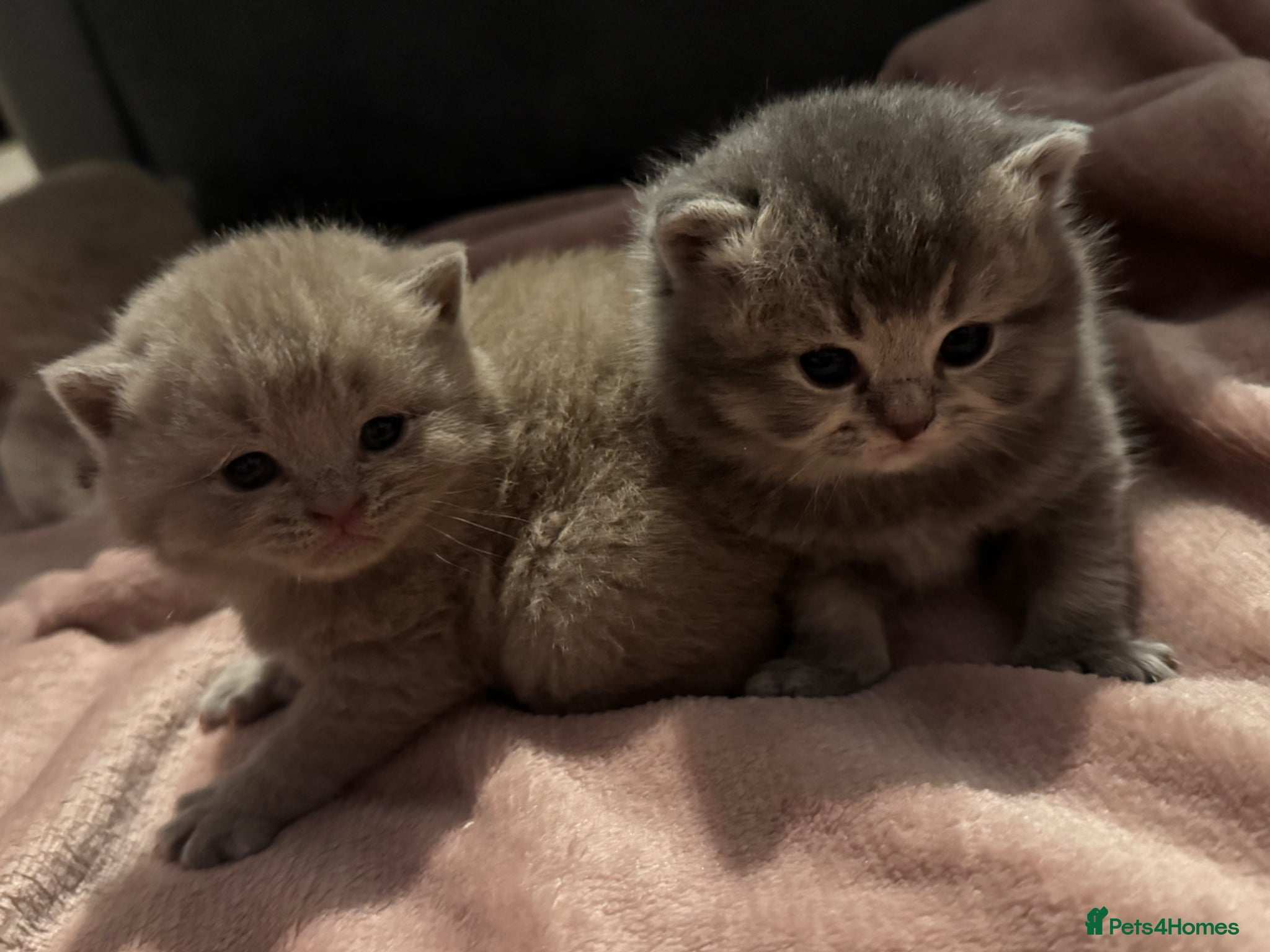 British Shorthair cats British Shorthair Kittens- Rare Colours  - Advert 14