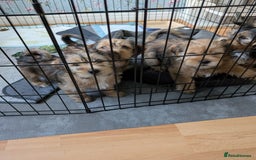 Shorkie dogs for sale: Shihtzu/ Maltese/ Yorkshire Terrier Puppies - Image 7