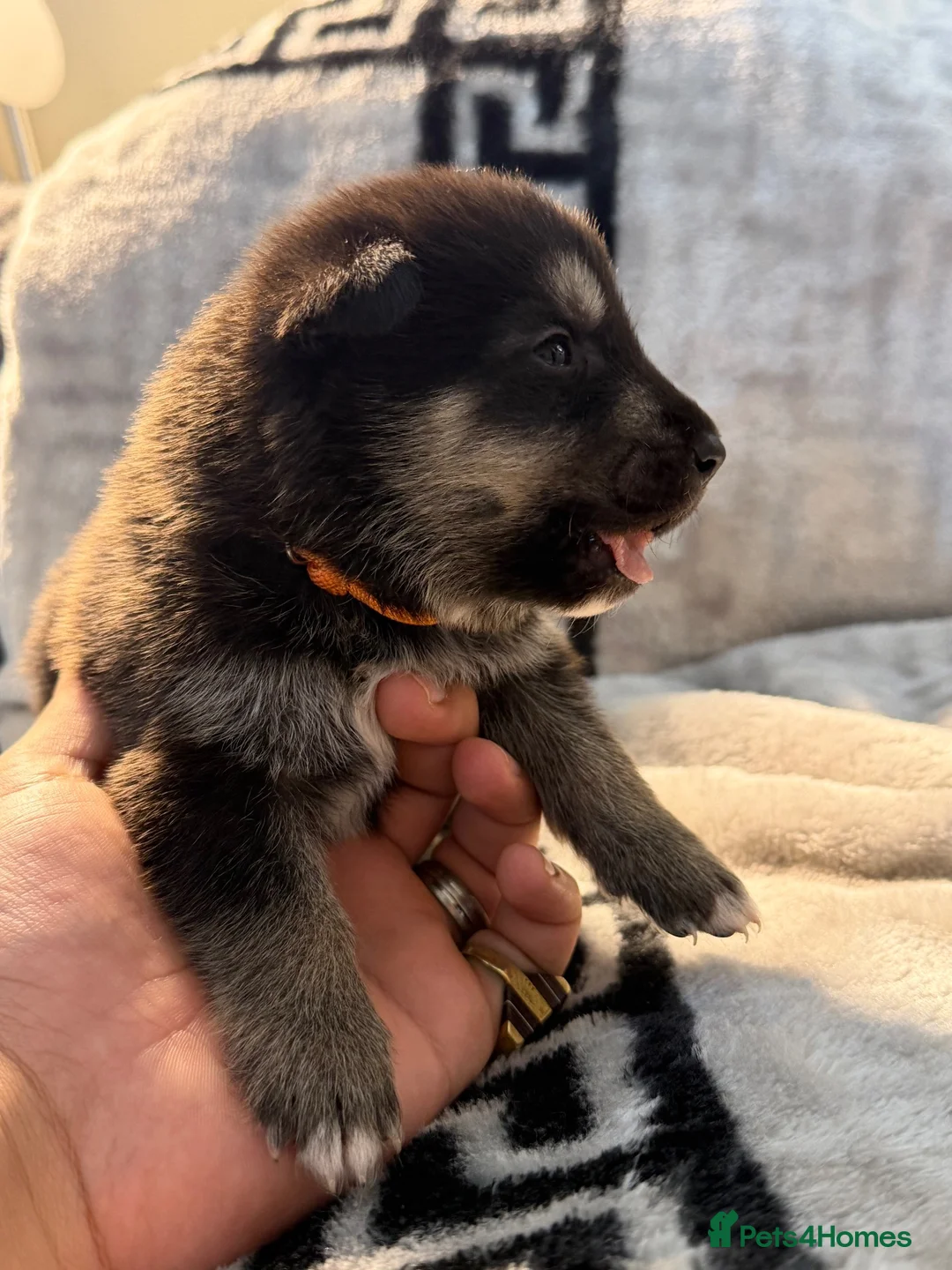Shepsky dogs for sale: Puppies for sale - Advert 1