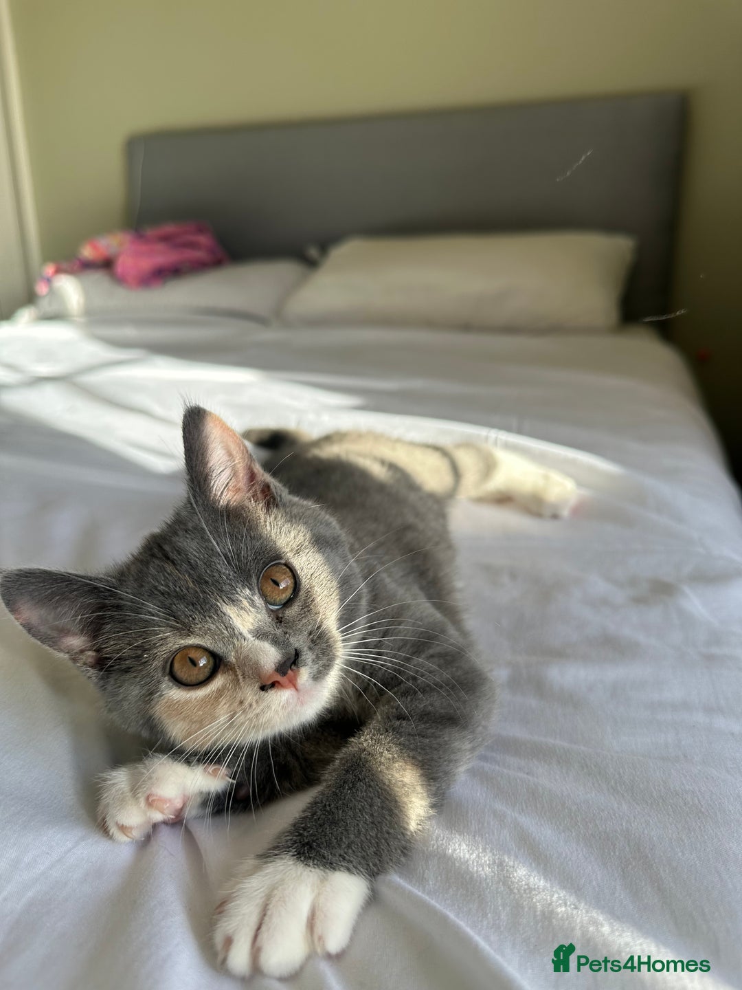 British Shorthair cats for sale: British shorthair kittens  - Advert 3