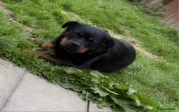 Rottweiler dogs for sale: Raven  - Image 1