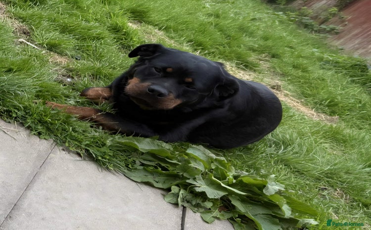 Rottweiler dogs - Advert 7