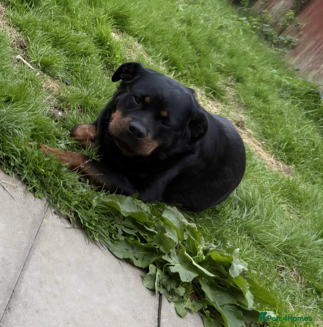Rottweiler dogs for sale: Raven  - Image 1