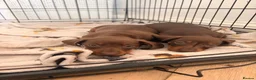 Miniature Dachshund dogs for sale: 3 miniature dachshund puppies - Advert 5