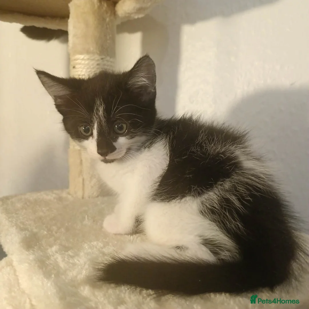 Mixed Breed cats for sale: Gorgeous kitten  - Advert 2