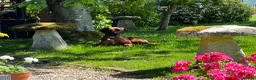 Rhodesian Ridgeback dogs for sale: Rhodesian Ridgebacks: Exceptional, 4th Generation - Advert 4