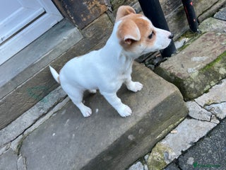 Jack Russell dogs Miniature jack russel - Advert 4