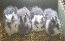 Lionhead rabbits for sale:         🐰  Lionhead Baby Boy   in Solihull - Image 1