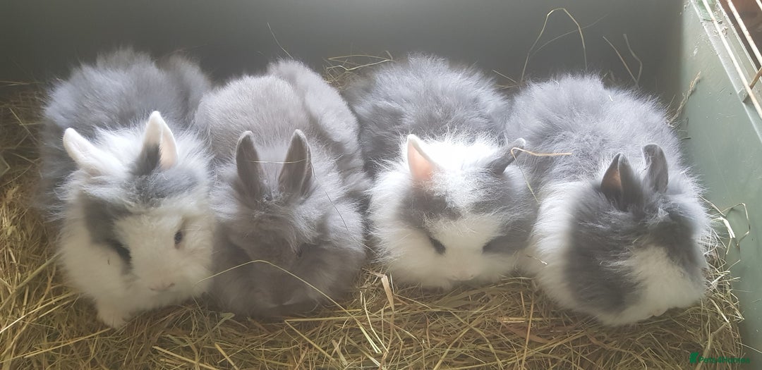 Lionhead rabbits for sale:         🐰  Lionhead Baby Boy   in Solihull - Image 1