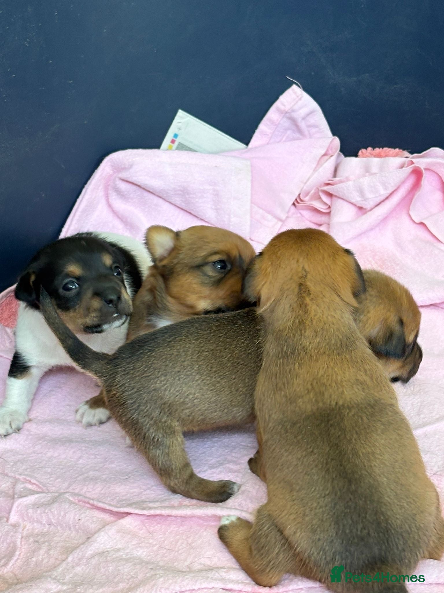 Jack Russell dogs Beautiful Jack Russell puppies for sale - Advert 14