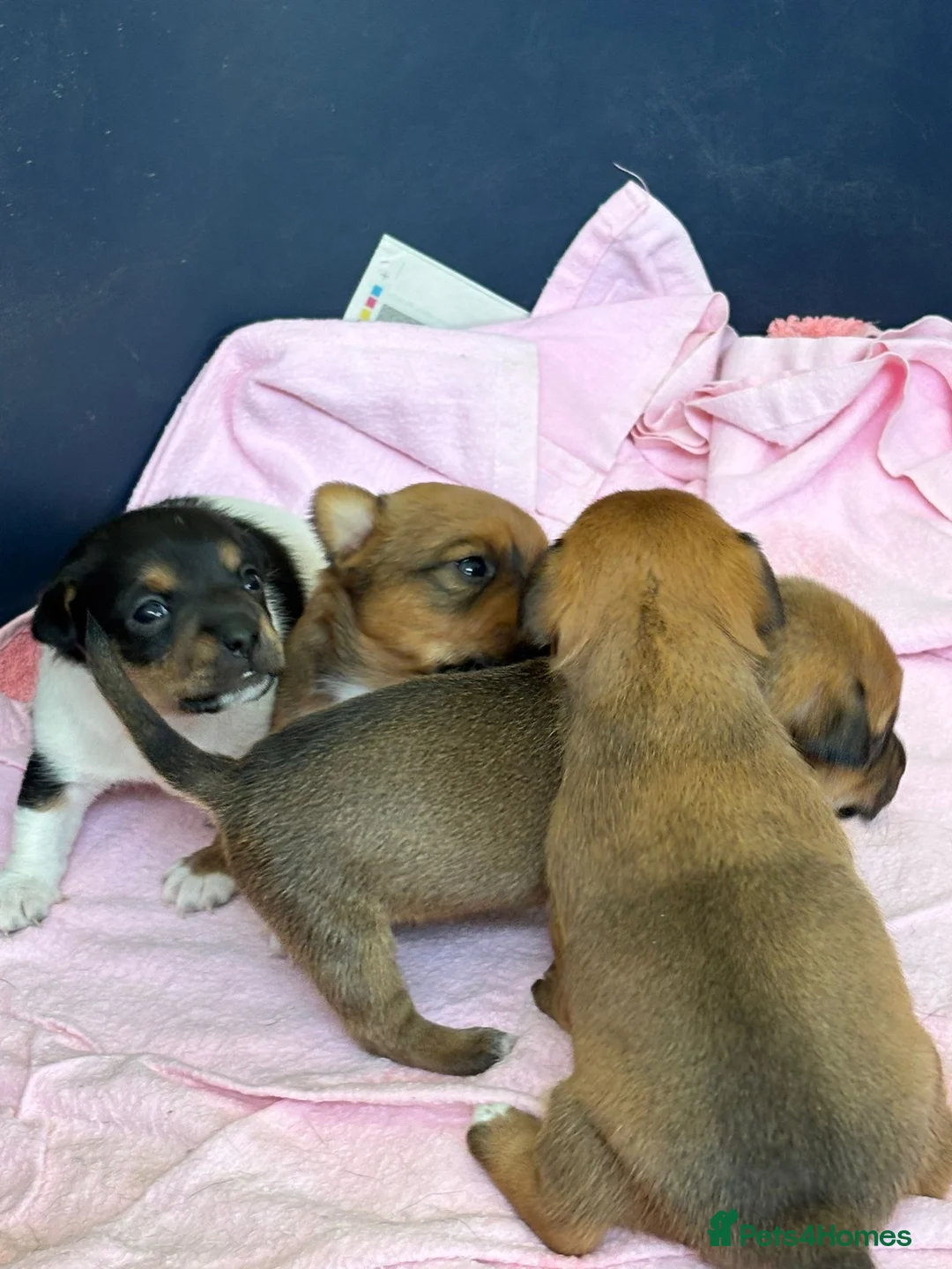 Jack Russell dogs for sale: Beautiful Jack Russell puppies for sale - Advert 1