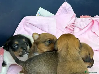 Jack Russell dogs Beautiful Jack Russell puppies for sale - Advert 9