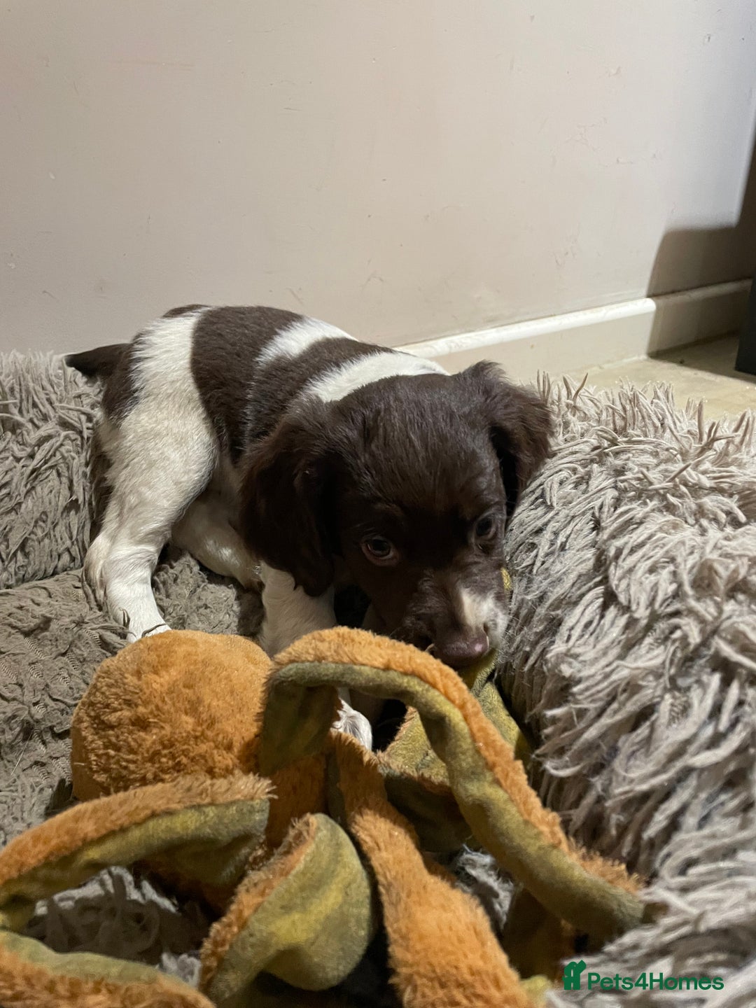 Mixed Breed dogs for sale: Mixed spaniels  - Advert 9