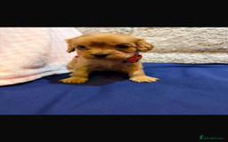 Cavapoo dogs for sale: beautiful cavapoo puppies ready to leave soon❤️ - Advert 9