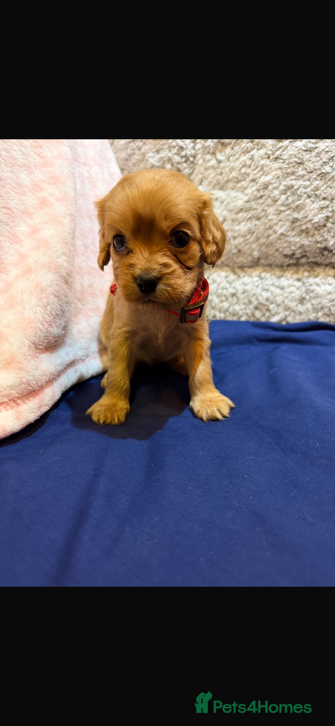 Cavapoo dogs for sale: beautiful cavapoo puppies ready to leave soon❤️ - Advert 9