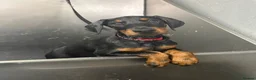 Dobermann dogs for sale: Ready now Kc Health tested Black & Tan girls  - Advert 4