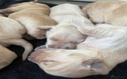 Golden Retriever dogs for sale: Golden retriever puppy Available 🐶🐾🦴  - Image 10
