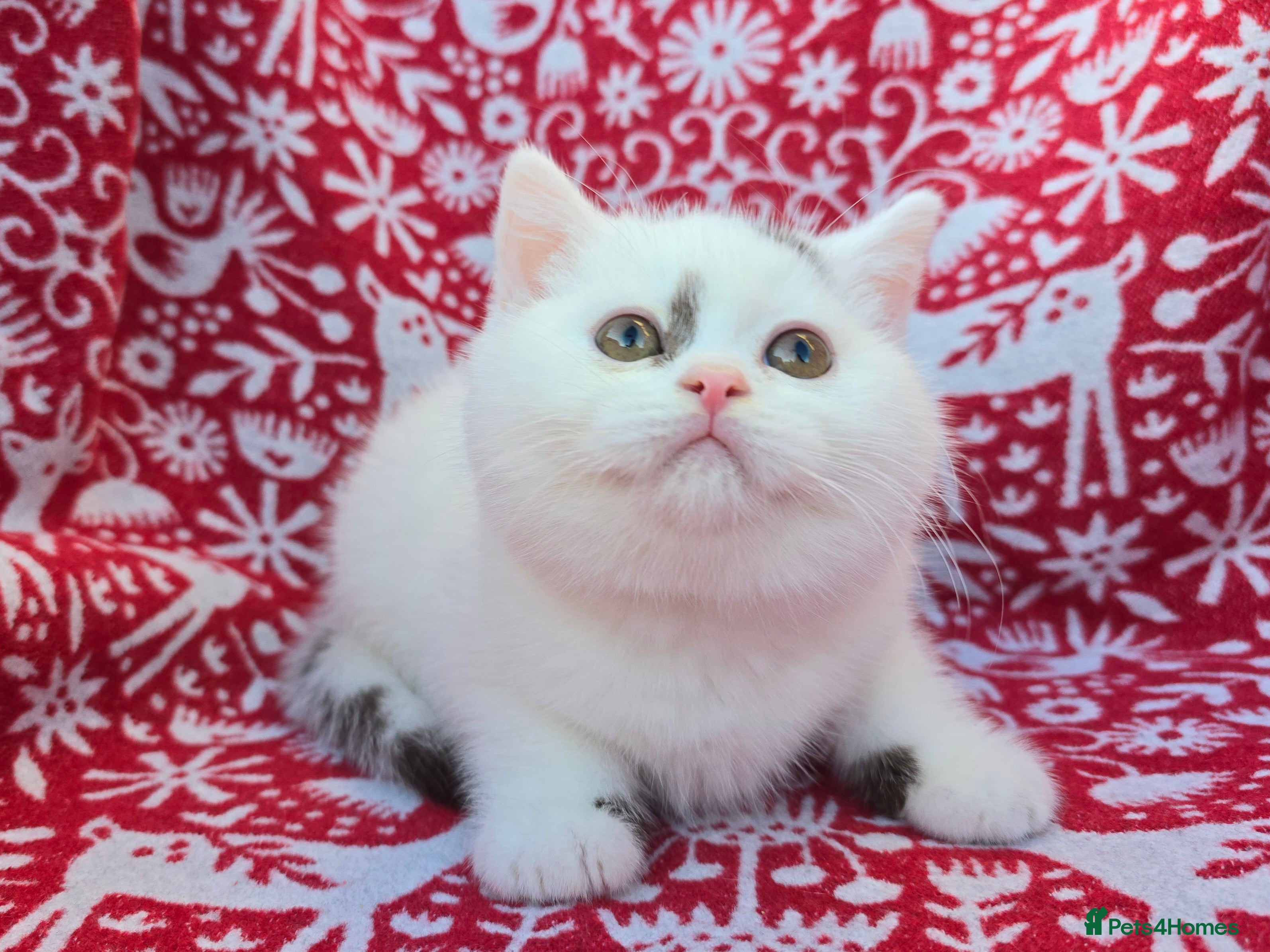 British Shorthair cats Stunning British Shorthair Kittens  - Advert 1