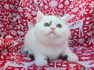 British Shorthair cats Stunning British Shorthair Kittens - Advert 1