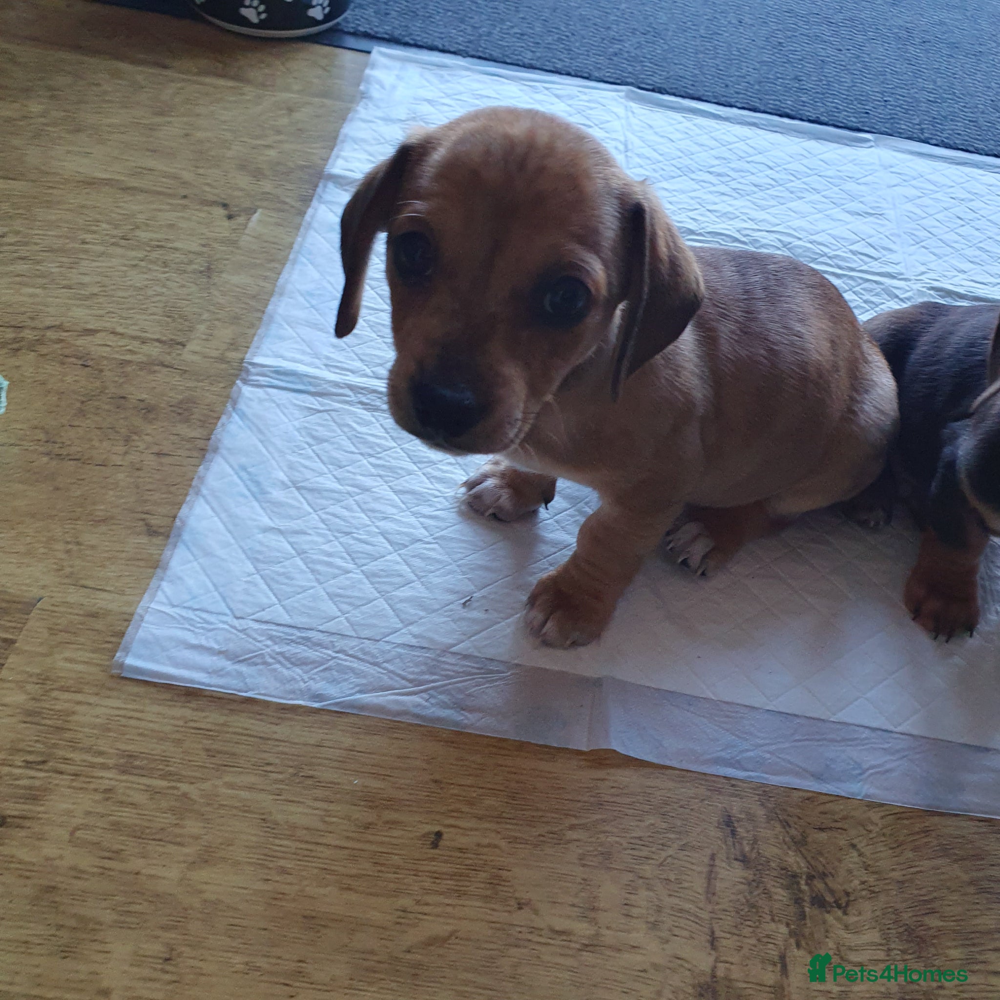 Chiweenie dogs 1 BOY LEFT READYbeautiful puppy's boys and 2 girls - Advert 2