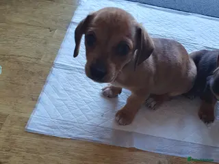 Chiweenie dogs 1 BOY LEFT READYbeautiful puppy's boys and 2 girls - Advert 2