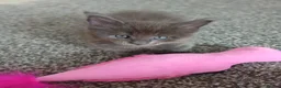 Maine Coon cats for sale: Pure breed Maine coon kittens in Liverpool - Advert 8
