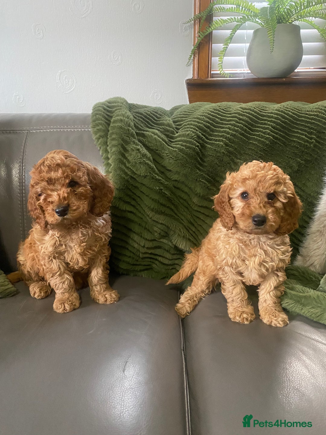 Cockapoo dogs for sale: Cockatoo puppies - Advert 8