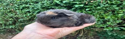Guinea Pig rodents for sale: Beautiful pure bred Swiss guinea pigs in Widnes - Advert 4